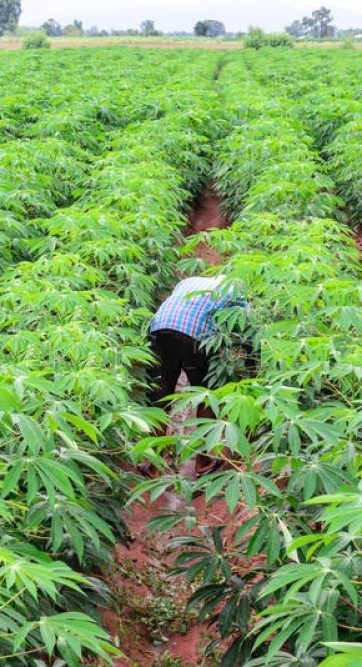 Copy of man-farmer-green-shirt-caring-green-cassava-crop